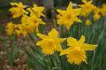 Daffodils, Cloudehill Gardens IMG_6511